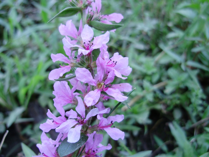 Lythrum salicaria